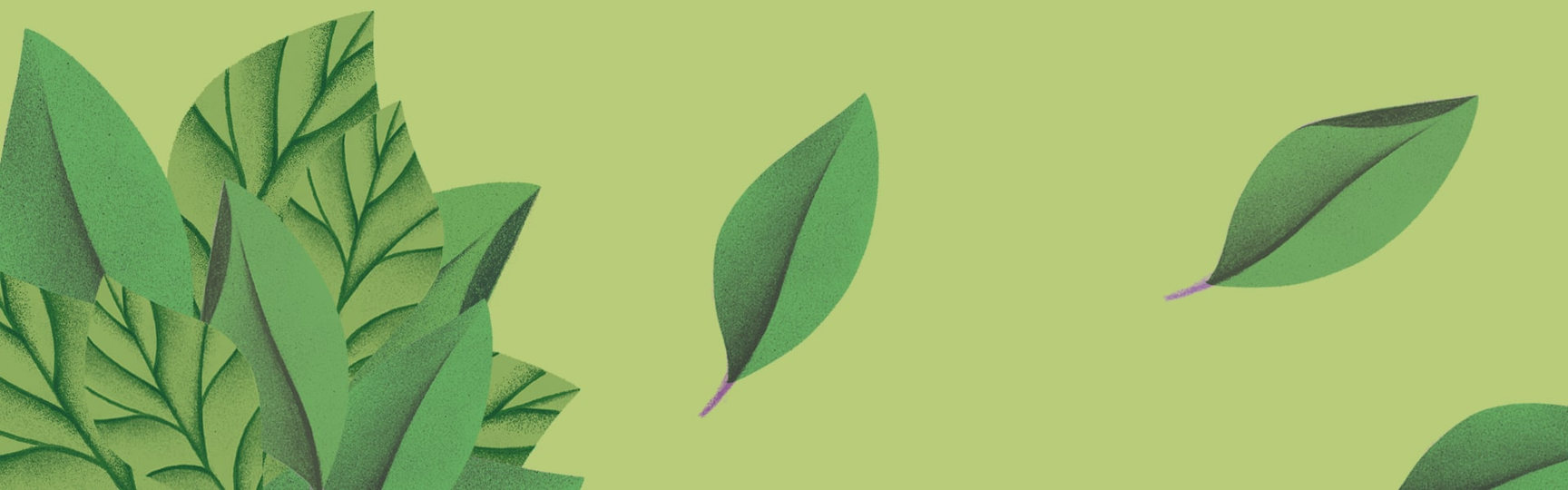 Green teas - organic green tea from Dragonfly