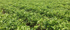 Jasmine Tea field