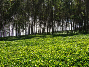 Sustainability - Tea Field with a Backdrop of Trees - Dragonfly Tea