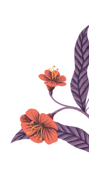 Flower Illustration - Dragonfly Tea