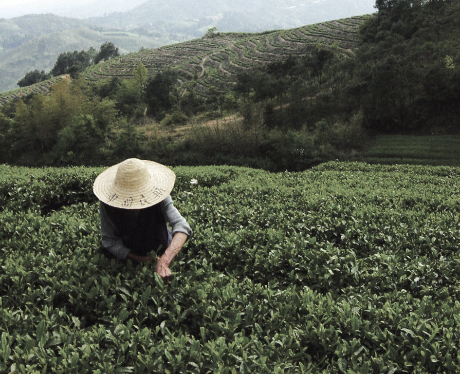 Picking Green Tea