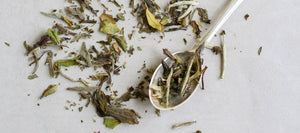 Dragonfly Tea - White Tea Guide