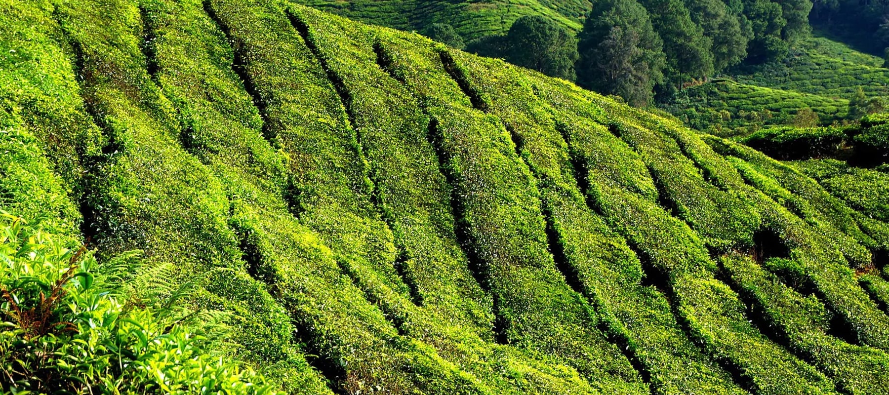 Tea Terrains What is Tea? – Dragonfly Tea